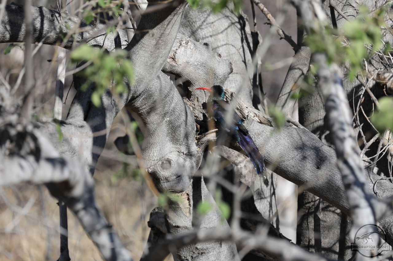 [396] 2019_06_21_14_09_56_Africa_Canon_EOS_5D_Mark_IV_IMG_0003737_00051.jpg