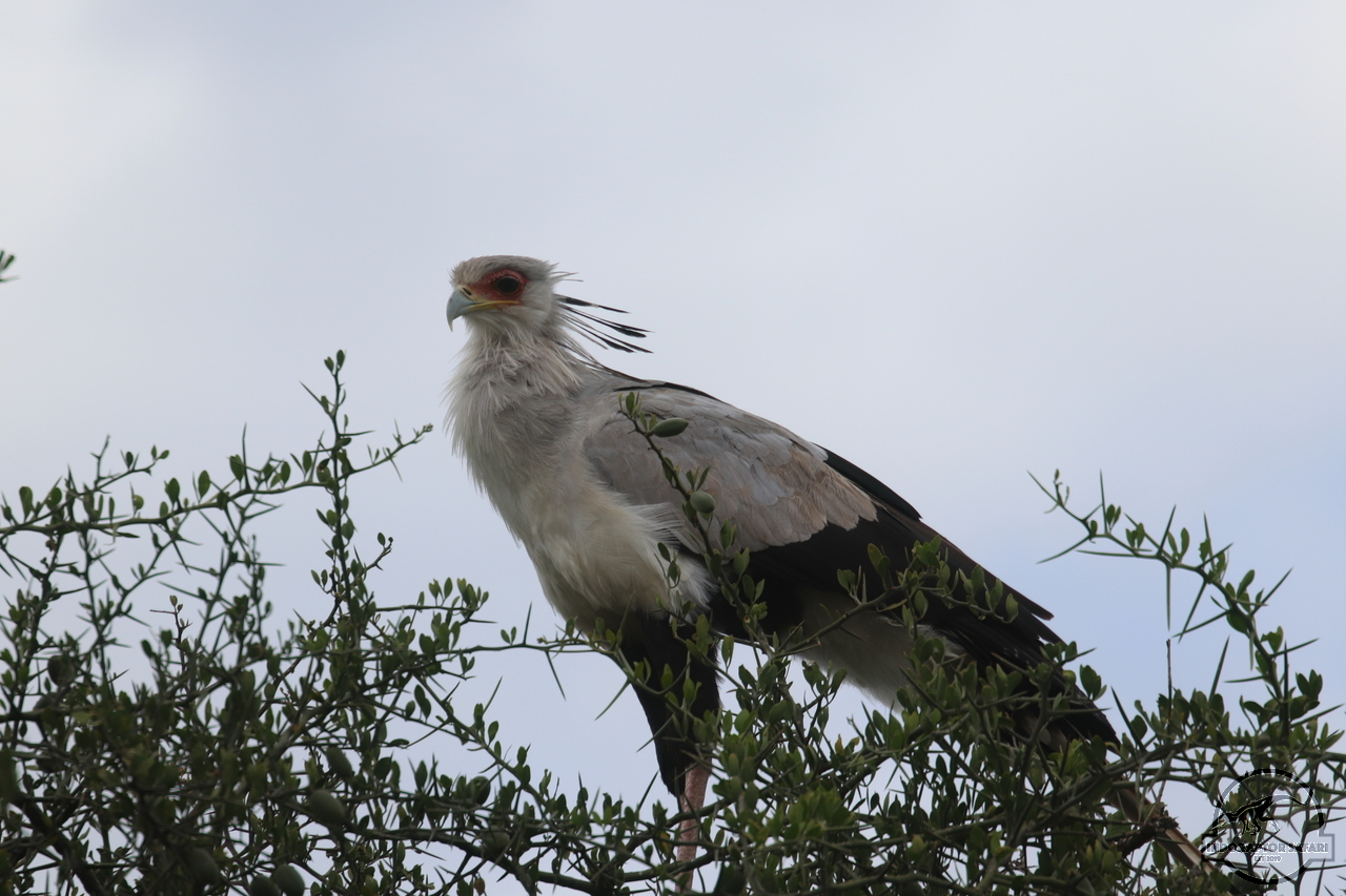 [401] 2019_07_04_08_21_01_Africa_Canon_EOS_77D_IMG_3973_00001.jpg