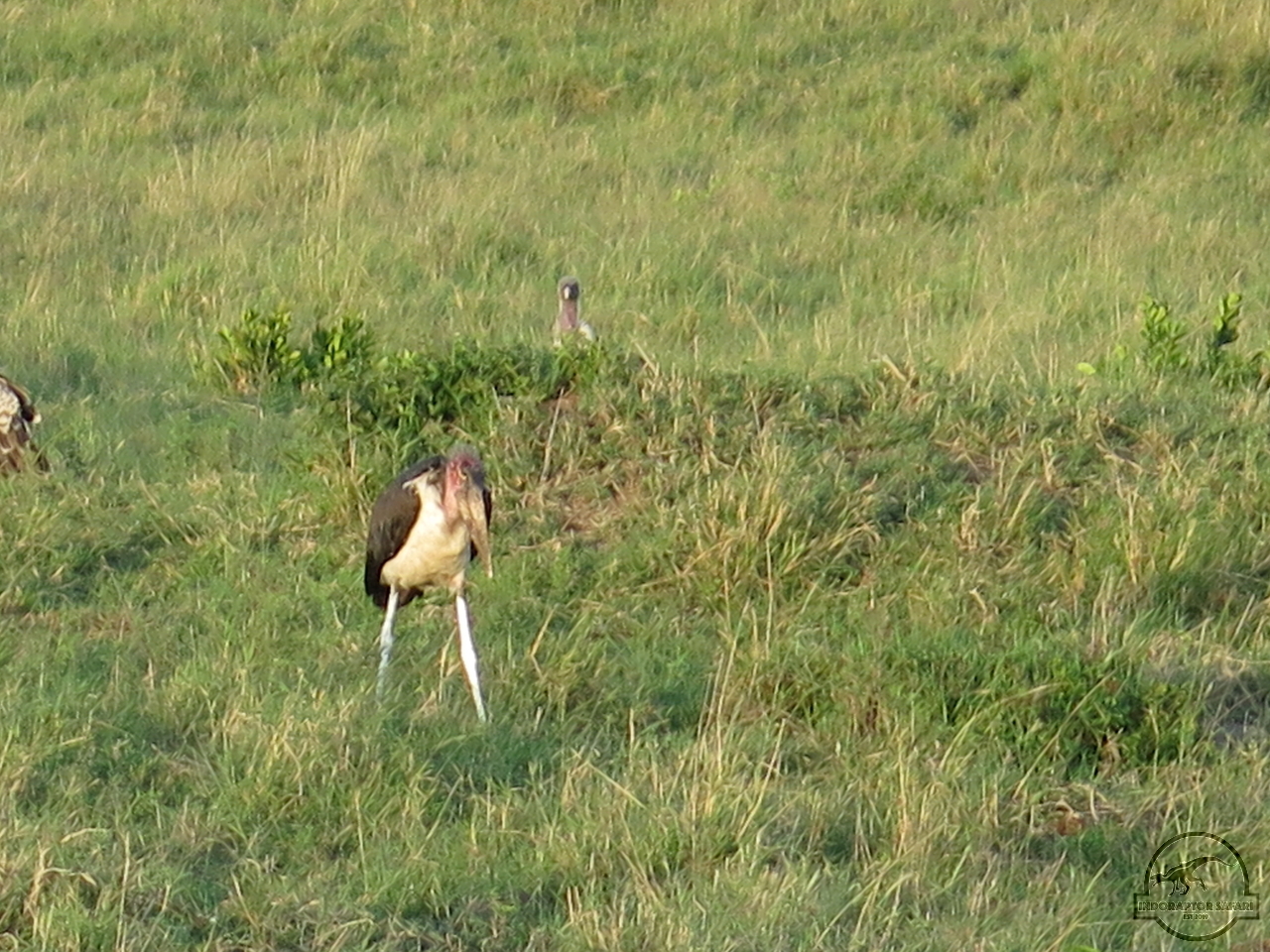 [424] 2019_07_01_00_25_12_Africa_Canon_PowerShot_G16_IMG_0041_00152.jpg