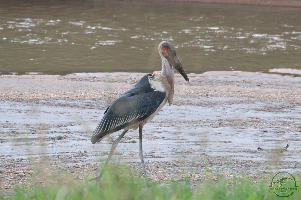 [425] 2019_07_01_15_27_43_Africa_Canon_EOS_77D_IMG_2885_00002.jpg