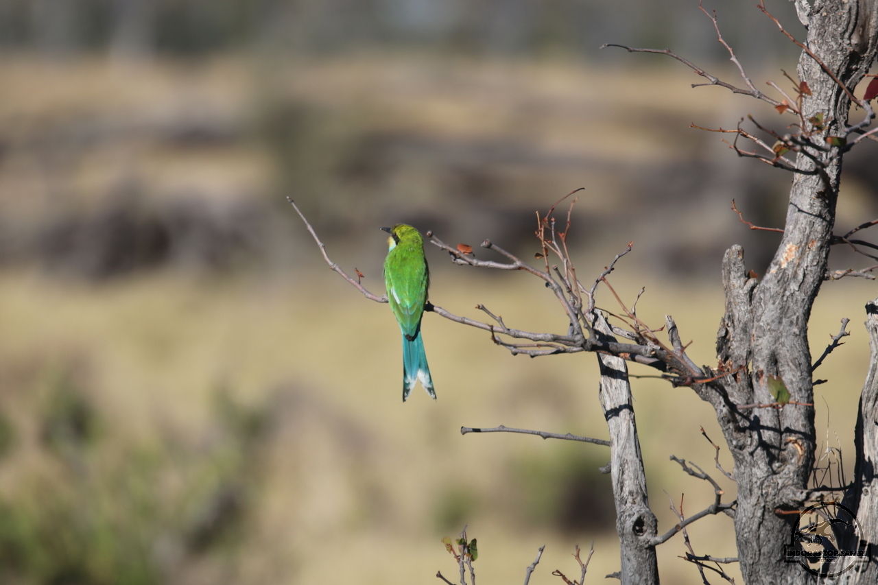[430] 2019_06_21_16_07_00_Africa_Canon_EOS_77D_IMG_0757_00154.jpg