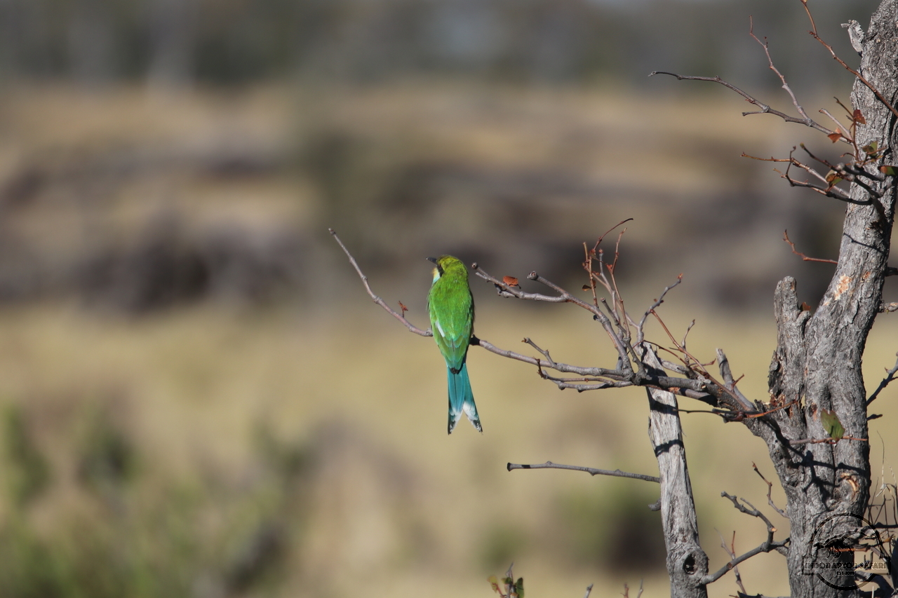 [433] 2019_06_21_16_07_01_Africa_Canon_EOS_77D_IMG_0758_00155.jpg