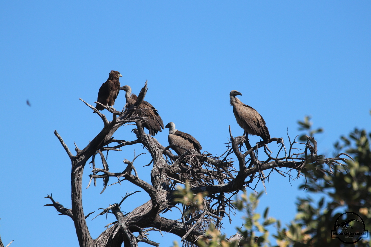 [445] 2019_06_22_11_23_47_Africa_Canon_EOS_77D_IMG_0911_00164.jpg