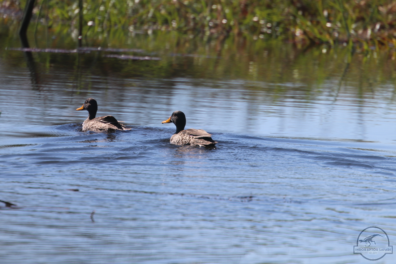[471] 2019_06_21_14_29_43_Africa_Canon_EOS_77D_IMG_0741_00076.jpg
