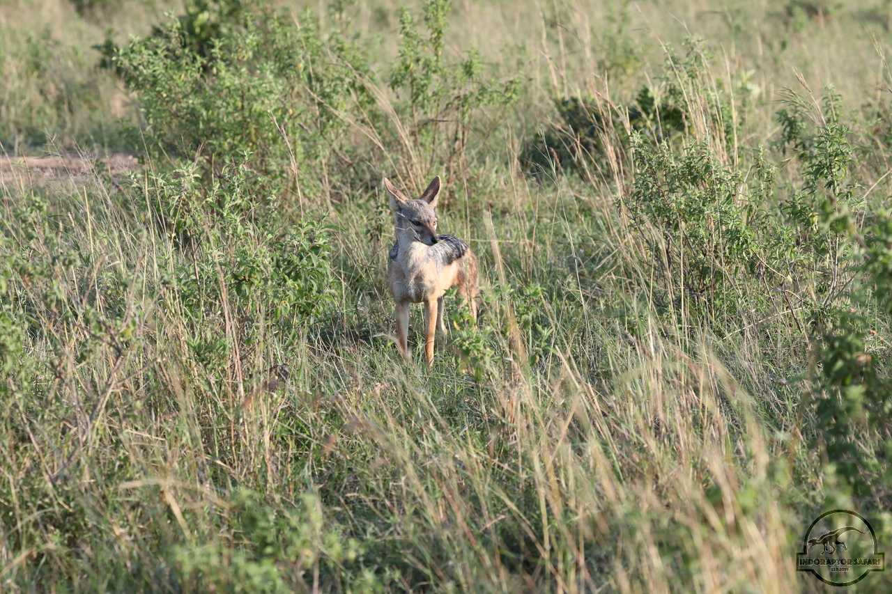 [483] 2019_07_01_11_28_42_Africa_Canon_EOS_5D_Mark_IV_IMG_0010265_00005.jpg