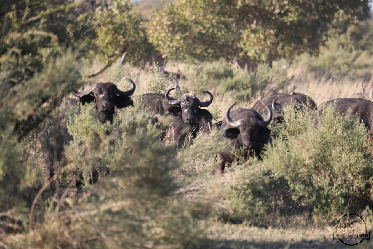 [486] 2019_06_20_13_10_30_Africa_Canon_EOS_5D_Mark_IV_IMG_0000951_00175.jpg