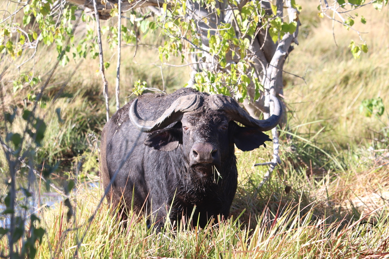 [490] 2019_06_23_08_47_13_Africa_Canon_EOS_77D_IMG_1142_00180.jpg