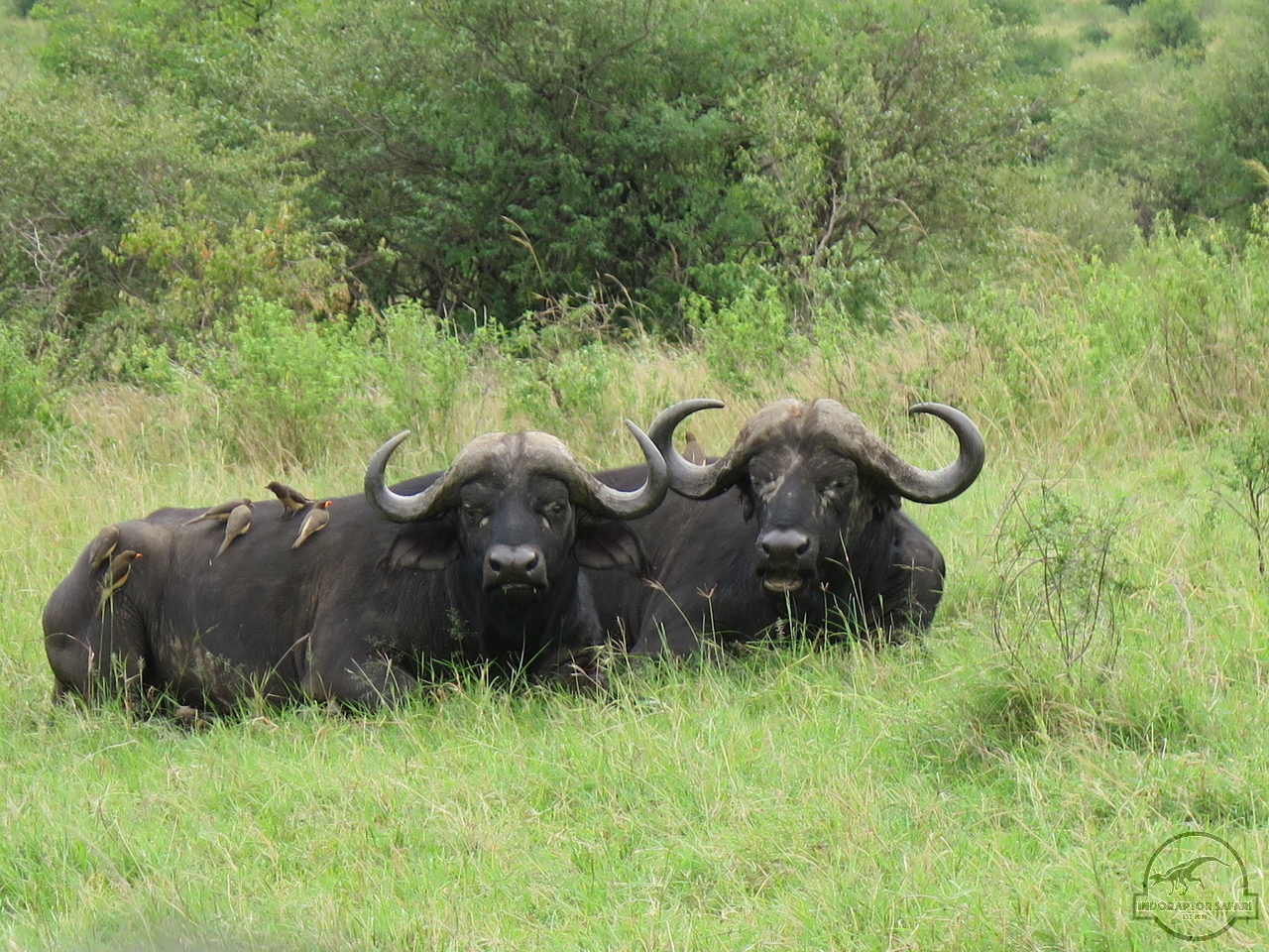 [497] 2019_07_04_03_19_32_Africa_Canon_PowerShot_G16_IMG_0061_00005.jpg