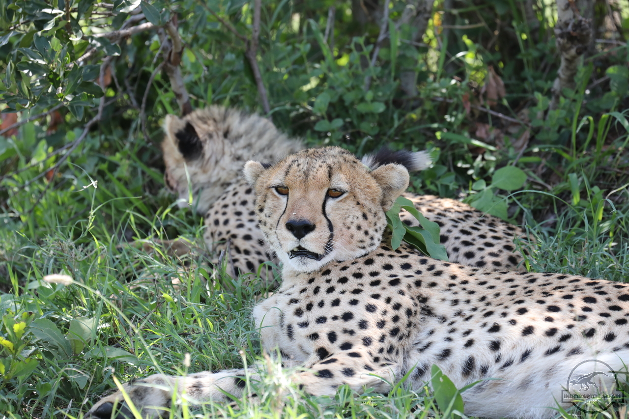 [523] 2019_07_03_15_36_46_Africa_Canon_EOS_5D_Mark_IV_IMG_0013742_00010.jpg