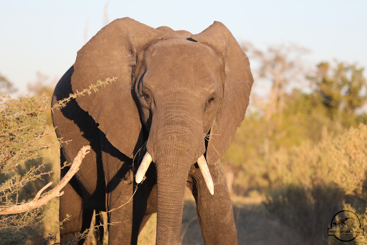 [530] 2019_06_19_22_33_05_Africa_Canon_EOS_5D_Mark_IV_IMG_0000388_00195.jpg