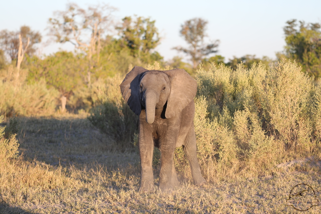 [532] 2019_06_19_22_35_36_Africa_Canon_EOS_5D_Mark_IV_IMG_0000421_00196.jpg