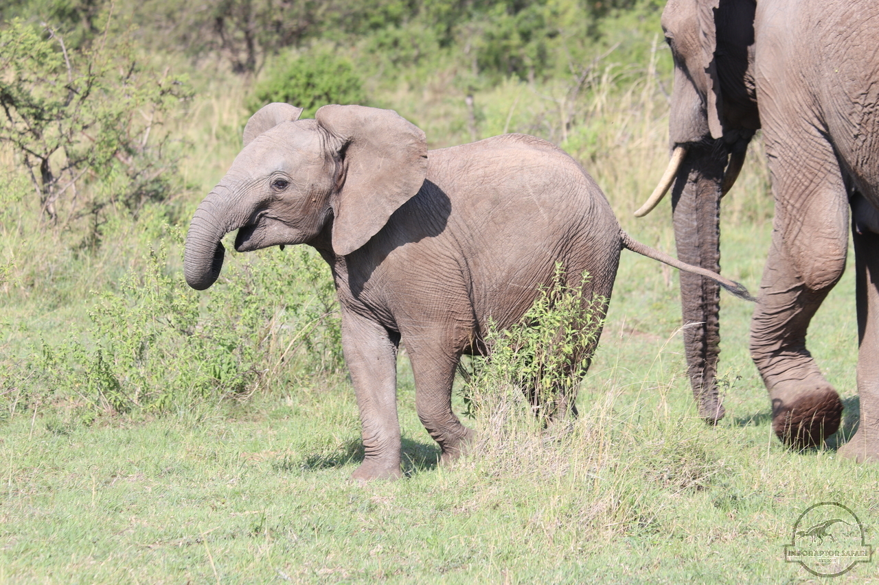 [572] 2019_06_30_08_38_06_Africa_Canon_EOS_77D_IMG_1943_00222.jpg