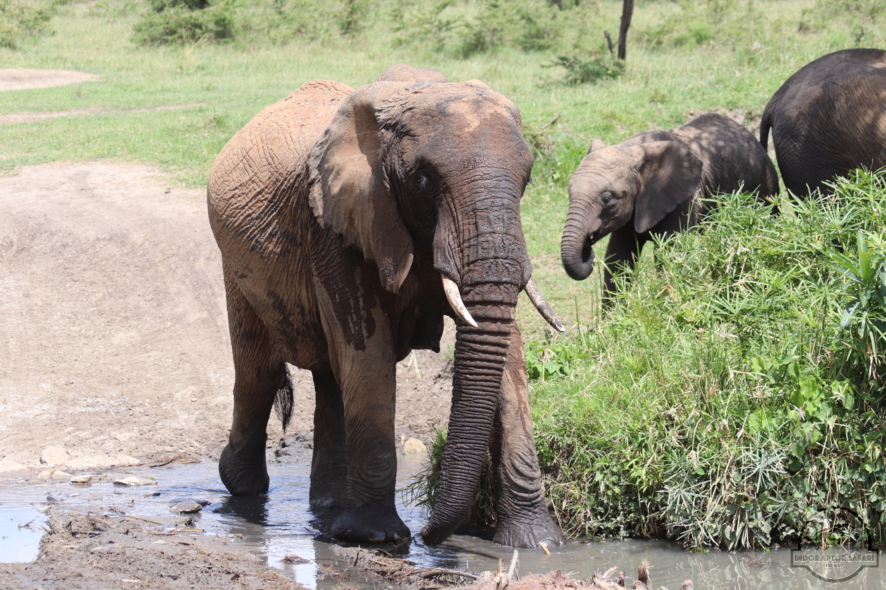 [582] 2019_07_03_12_29_48_Africa_Canon_EOS_77D_IMG_3574_00223.jpg