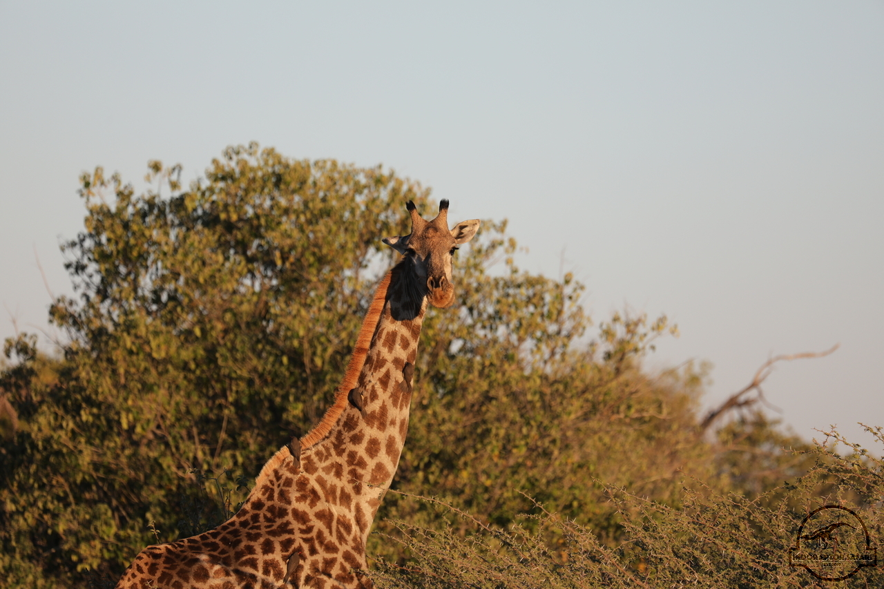 [586] 2019_06_20_12_27_05_Africa_Canon_EOS_5D_Mark_IV_IMG_0000667_00225.jpg