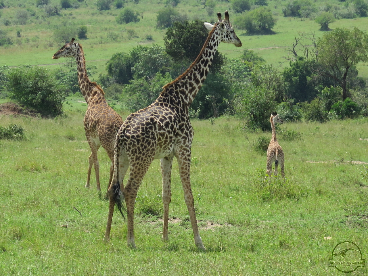 [597] 2019_06_29_05_25_13_Africa_Canon_PowerShot_G16_IMG_0141_00011.jpg