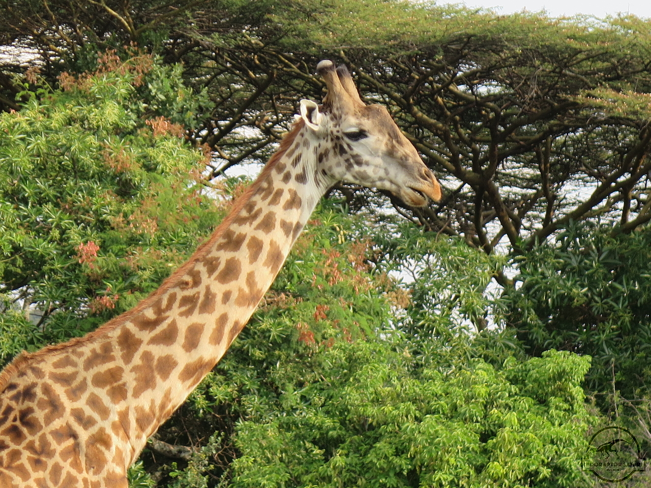 [604] 2019_06_29_10_02_22_Africa_Canon_PowerShot_G16_IMG_0209_00237.jpg