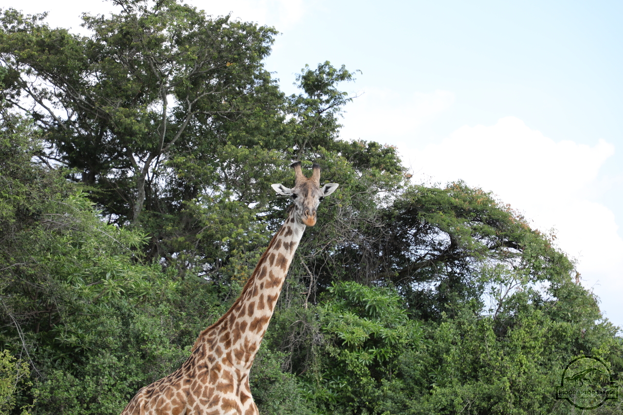 [612] 2019_06_29_20_49_26_Africa_Canon_EOS_5D_Mark_IV_IMG_0005130_00229.jpg