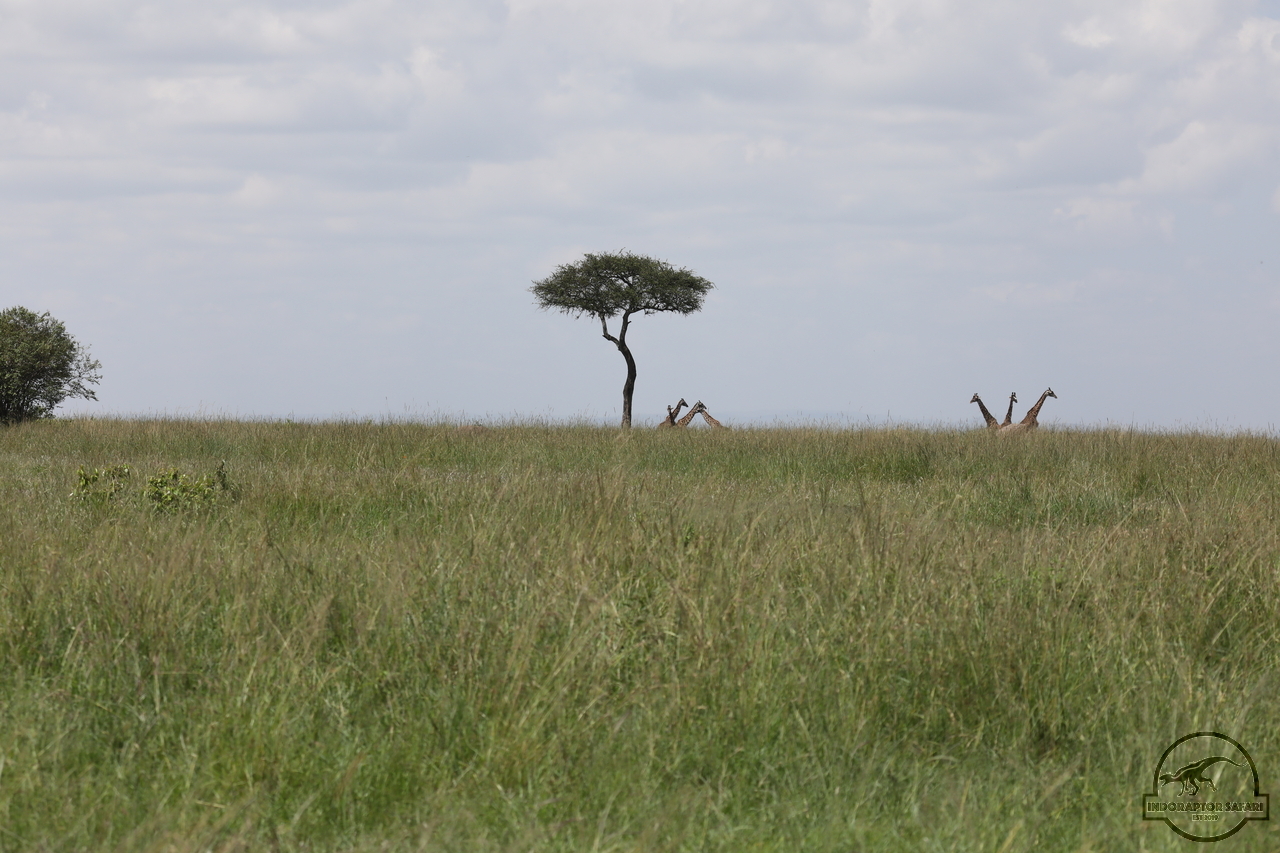 [615] 2019_07_01_17_08_58_Africa_Canon_EOS_5D_Mark_IV_IMG_0011509_00007.jpg