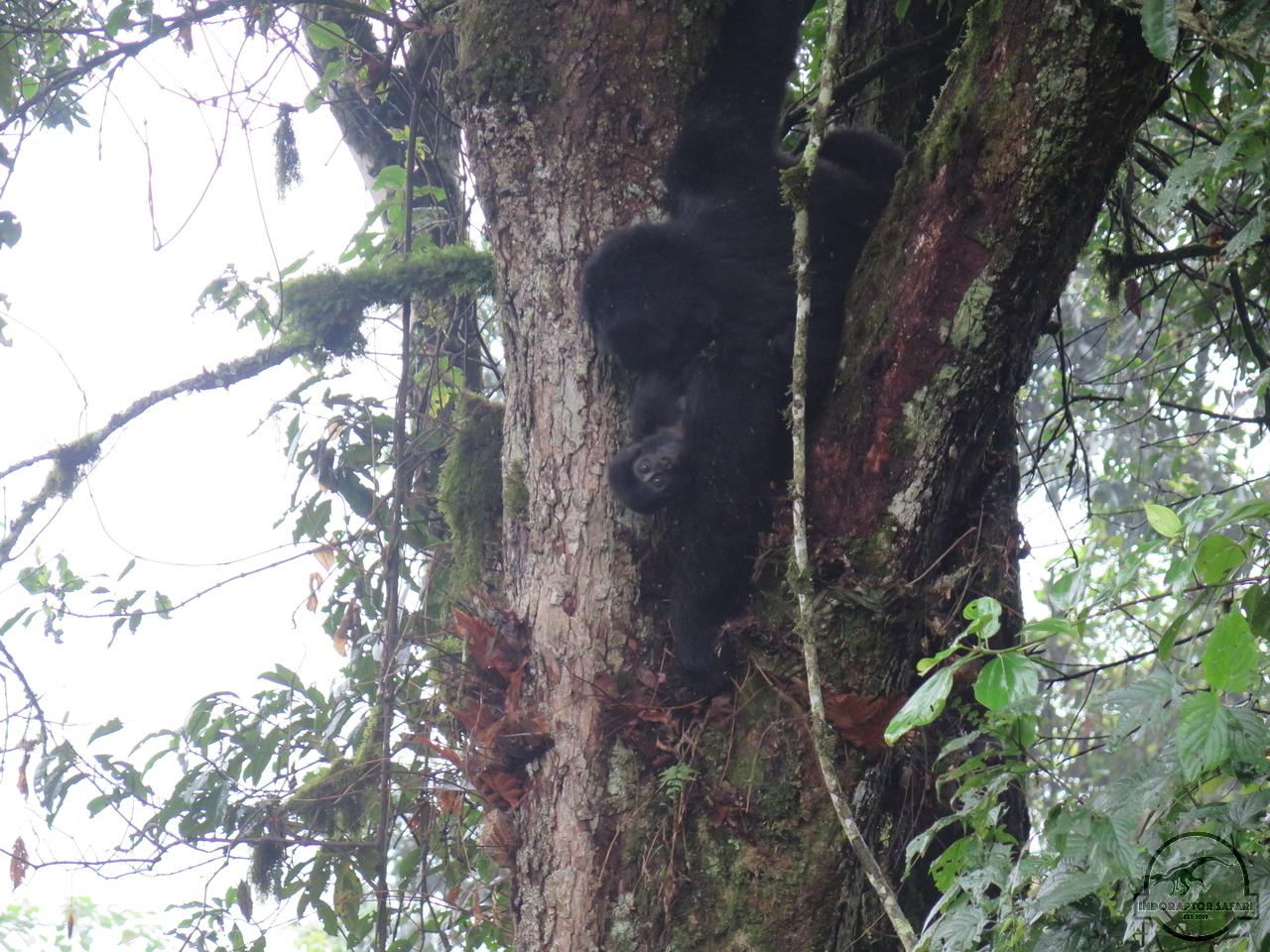 [625] 2019_06_26_03_10_59_Africa_Canon_PowerShot_G16_IMG_0039_00011.jpg