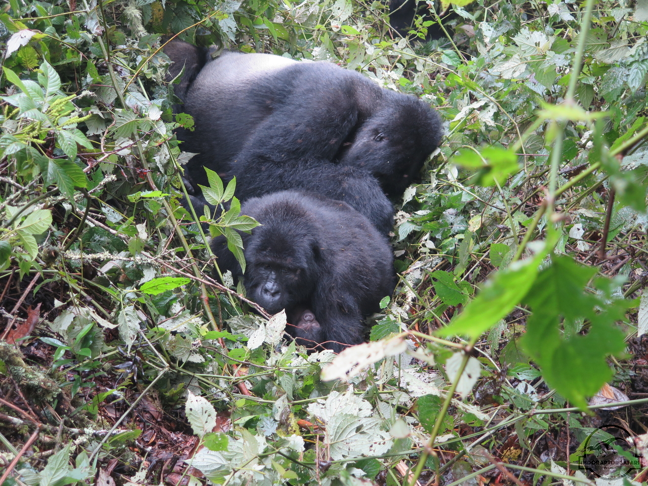 [632] 2019_06_26_03_45_59_Africa_Canon_PowerShot_G16_IMG_0059_00258.jpg