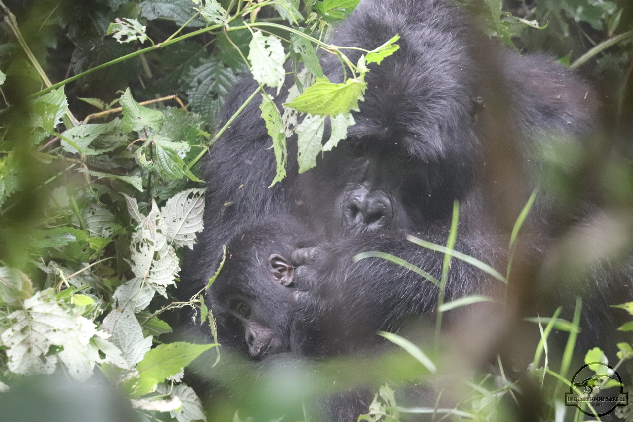 [637] 2019_06_26_09_30_18_Africa_Canon_EOS_77D_IMG_1374_00018.jpg