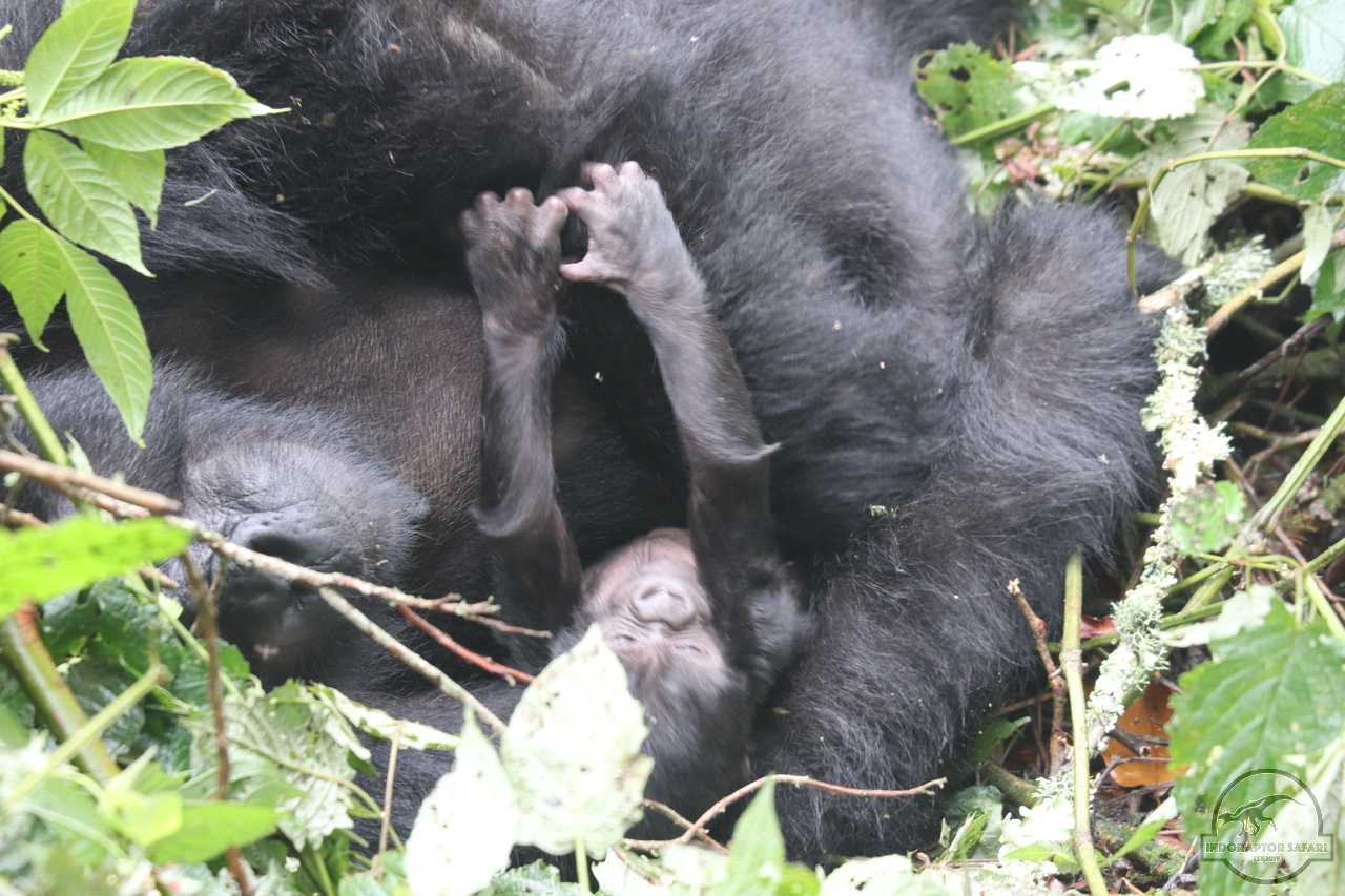 [639] 2019_06_26_09_50_45_Africa_Canon_EOS_77D_IMG_1425_00019.jpg