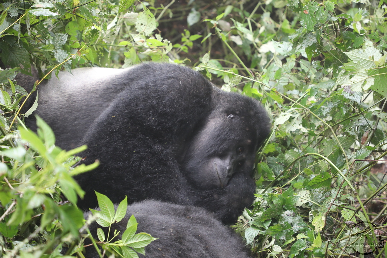 [647] 2019_06_26_14_21_55_Africa_Canon_EOS_5D_Mark_IV_IMG_0006796_00003.jpg