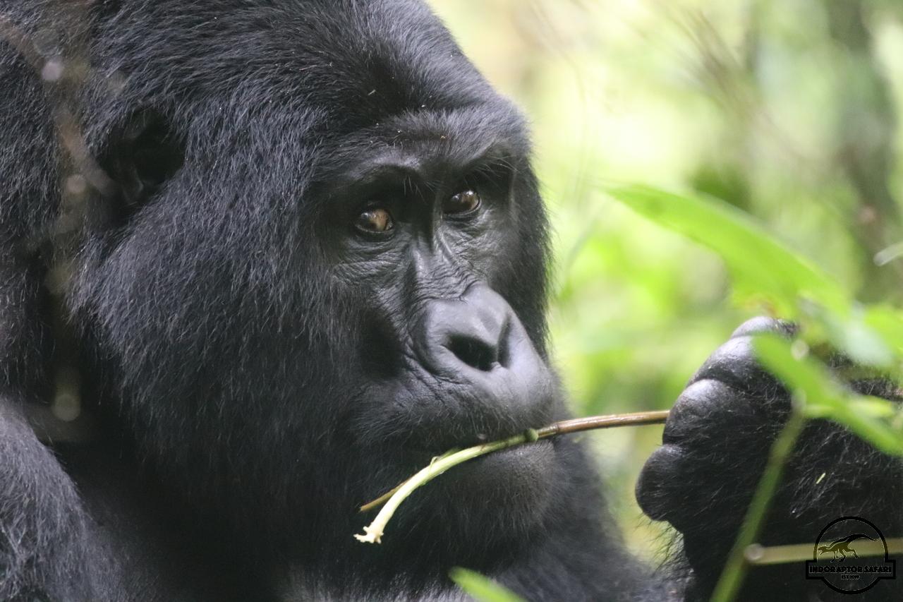 [656] 2019_06_27_09_35_37_Africa_Canon_EOS_77D_IMG_1528_00264.jpg