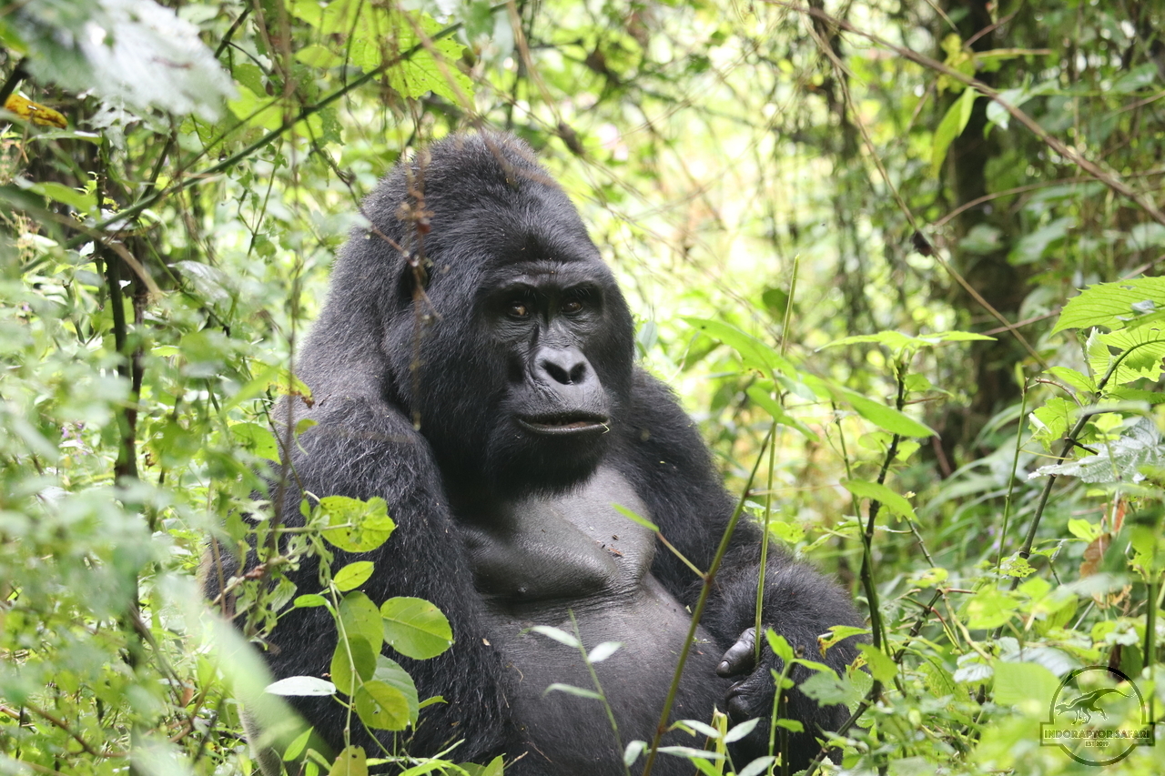 [658] 2019_06_27_09_35_42_Africa_Canon_EOS_77D_IMG_1532_00265.jpg