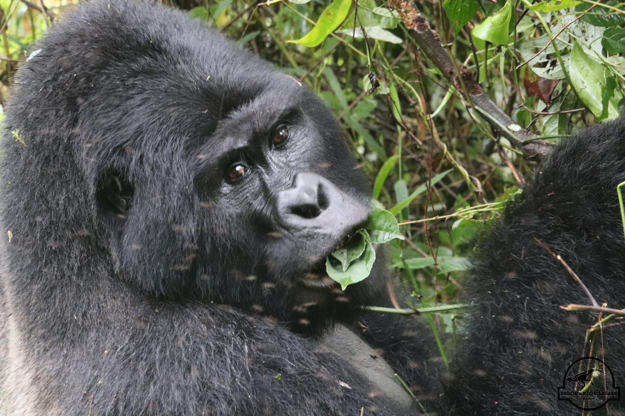 [659] 2019_06_27_09_45_23_Africa_Canon_EOS_77D_IMG_1562_00023.jpg