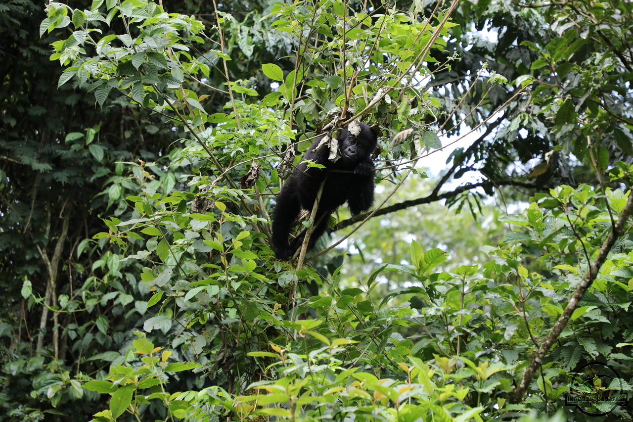 [671] 2019_06_27_14_59_49_Africa_Canon_EOS_5D_Mark_IV_IMG_0008088_00009.jpg