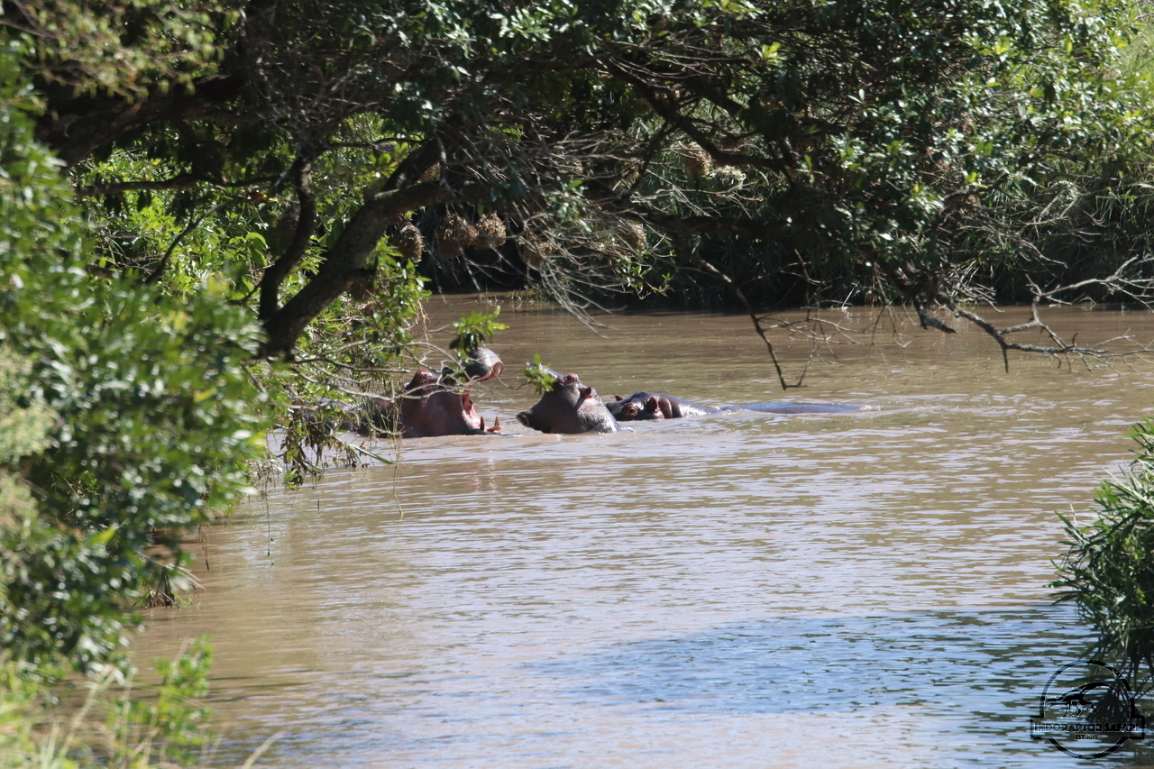 [677] 2019_07_01_09_25_05_Africa_Canon_EOS_77D_IMG_2549_00006.jpg