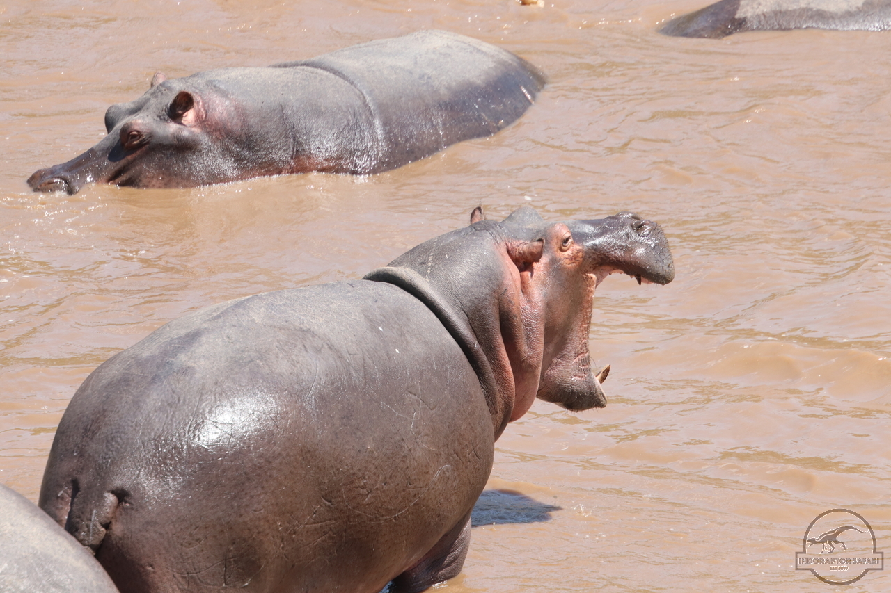 [679] 2019_07_01_11_23_14_Africa_Canon_EOS_77D_IMG_2631_00007.jpg