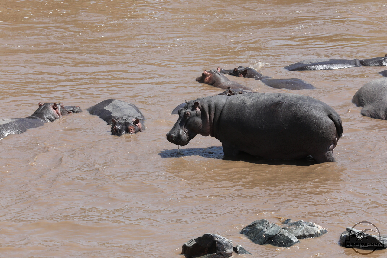 [685] 2019_07_01_16_24_03_Africa_Canon_EOS_5D_Mark_IV_IMG_0011383_00004.jpg
