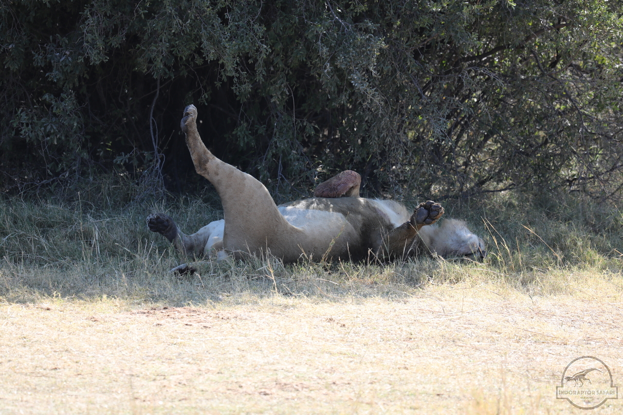 [1085] 2019_06_20_16_09_34_Africa_Canon_EOS_5D_Mark_IV_IMG_0001353_00008.jpg