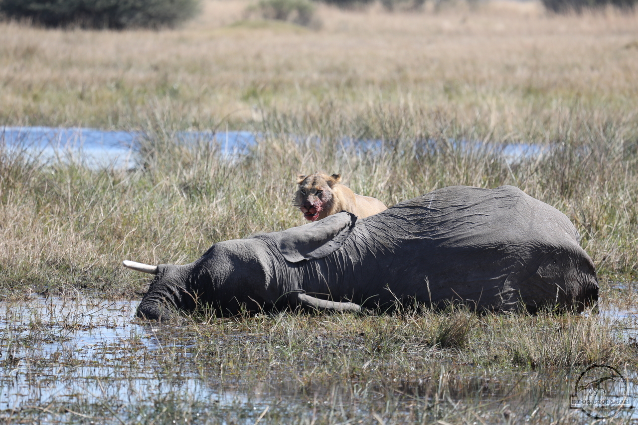 [1087] 2019_06_20_16_16_10_Africa_Canon_EOS_5D_Mark_IV_IMG_0001414_00009.jpg