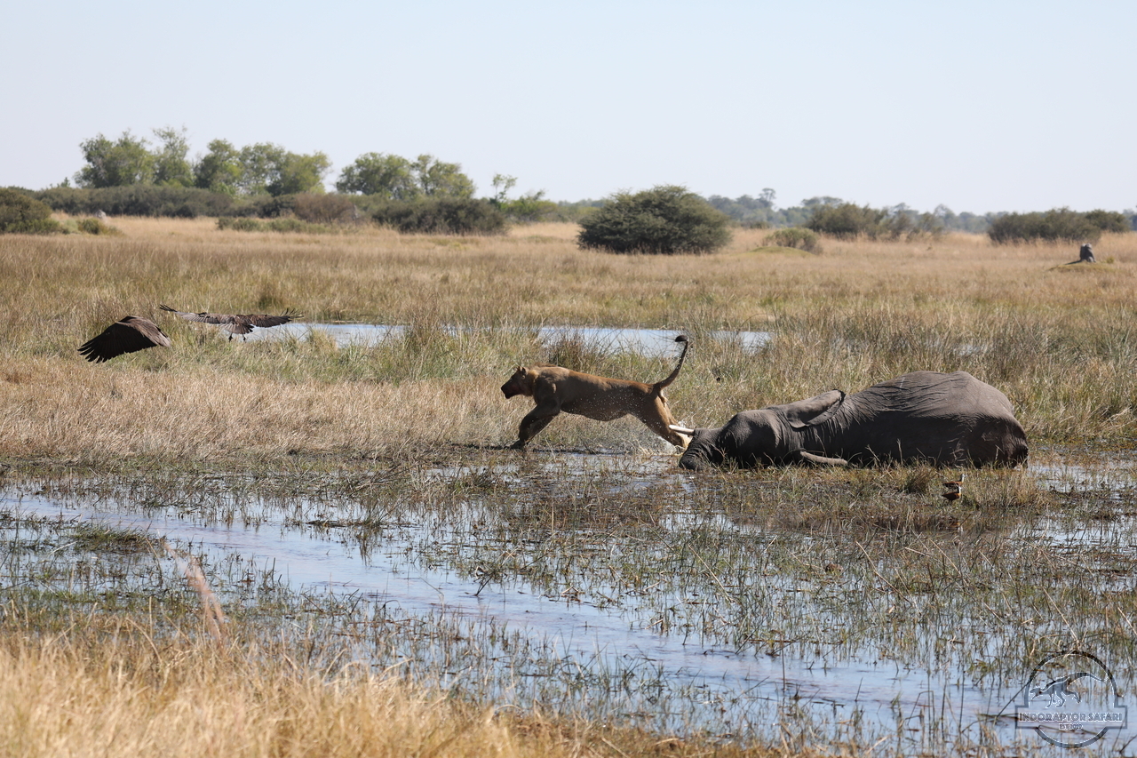 [1089] 2019_06_20_16_18_38_Africa_Canon_EOS_5D_Mark_IV_IMG_0001460_00010.jpg