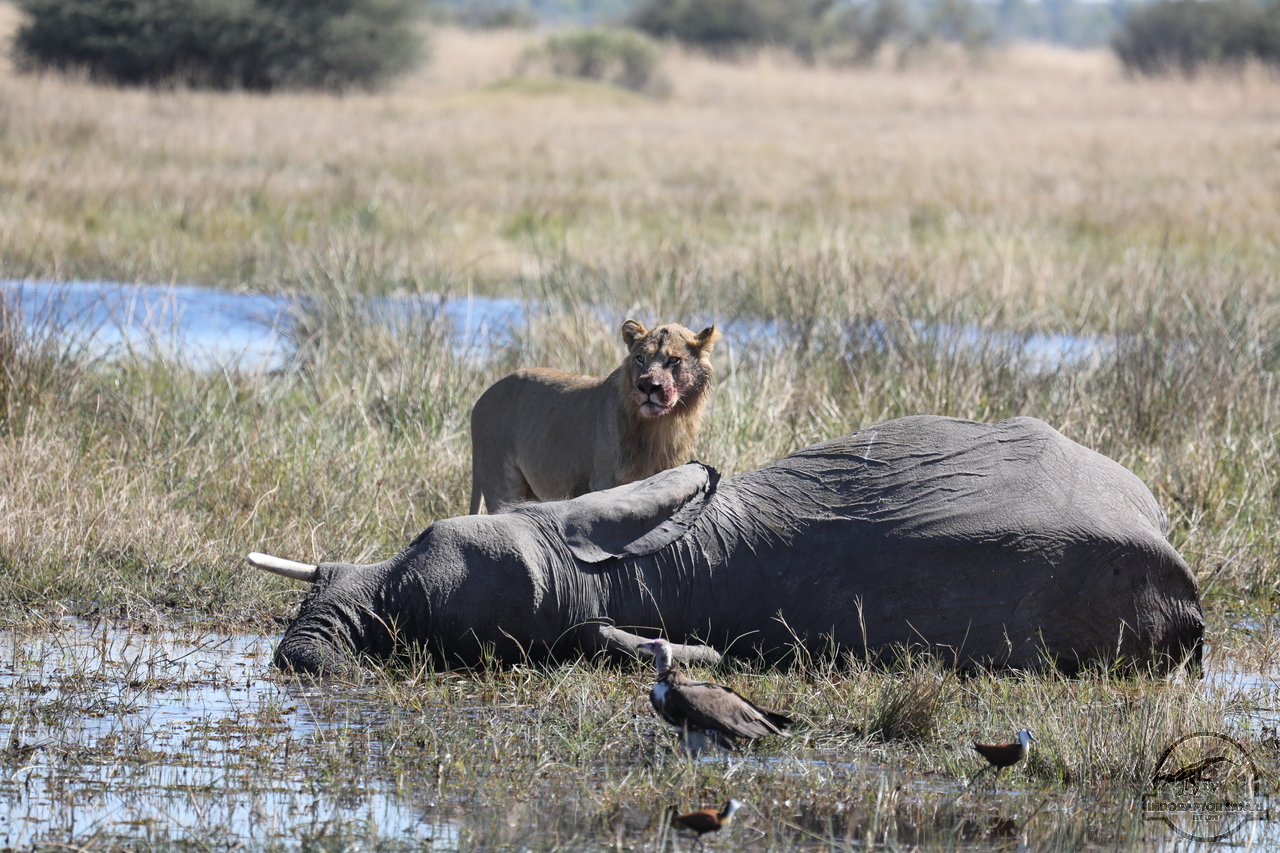 [1096] 2019_06_20_16_27_35_Africa_Canon_EOS_5D_Mark_IV_IMG_0001791_00480.jpg