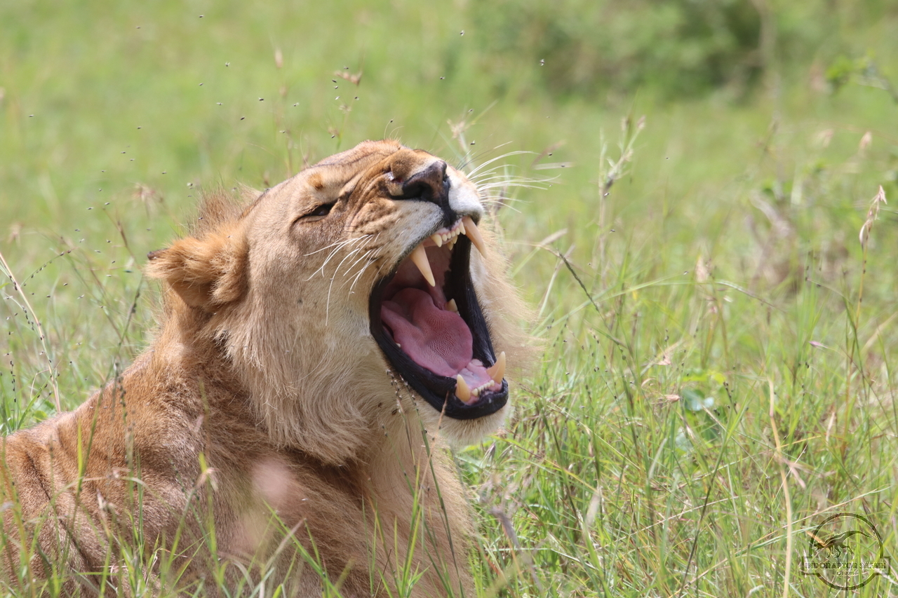 [1127] 2019_07_03_11_56_17_Africa_Canon_EOS_77D_IMG_3560_00033.jpg