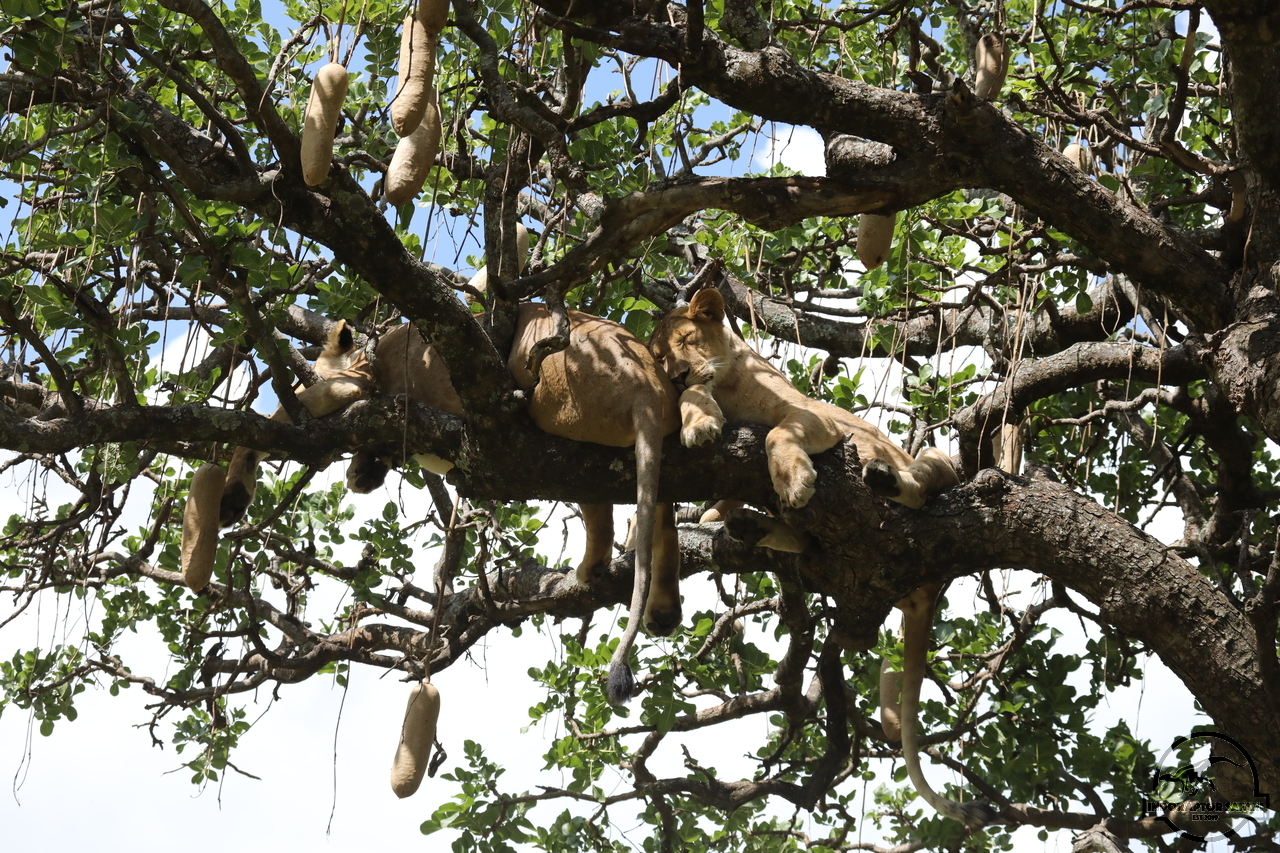 [1145] 2019_07_03_18_41_10_Africa_Canon_EOS_5D_Mark_IV_IMG_0014451_00026.jpg