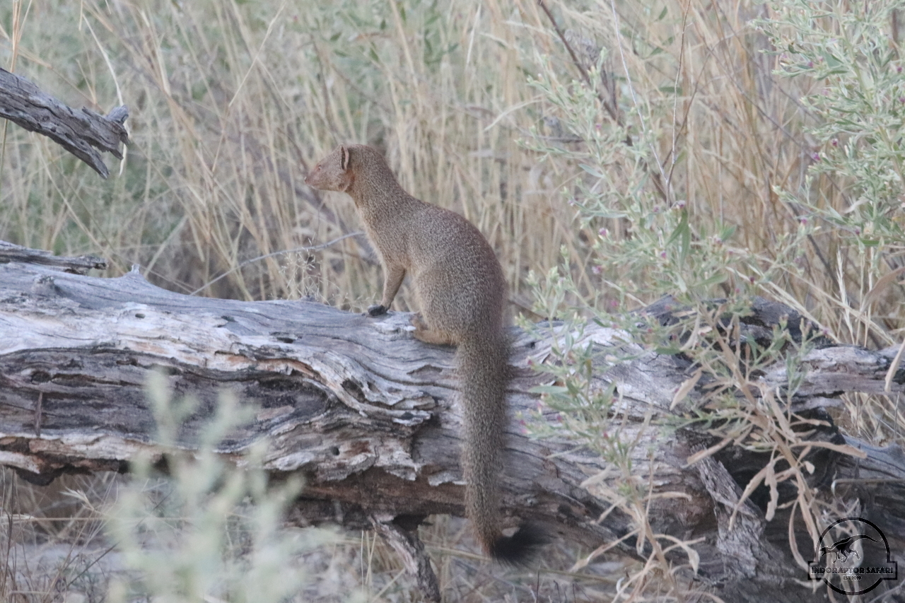 [1156] 2019_06_22_17_51_47_Africa_Canon_EOS_77D_IMG_1109_00510.jpg