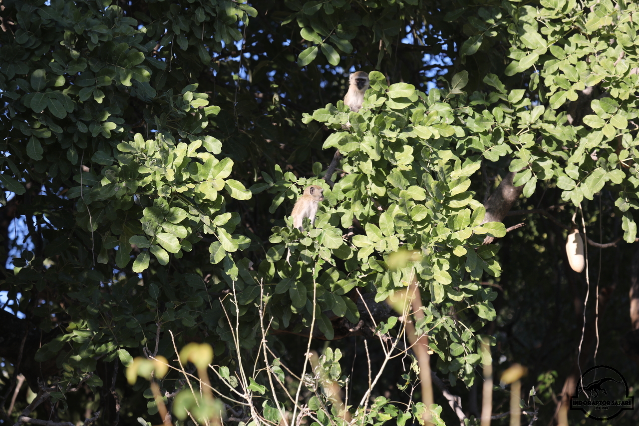 [1158] 2019_06_19_21_56_55_Africa_Canon_EOS_5D_Mark_IV_IMG_0000361_00511.jpg