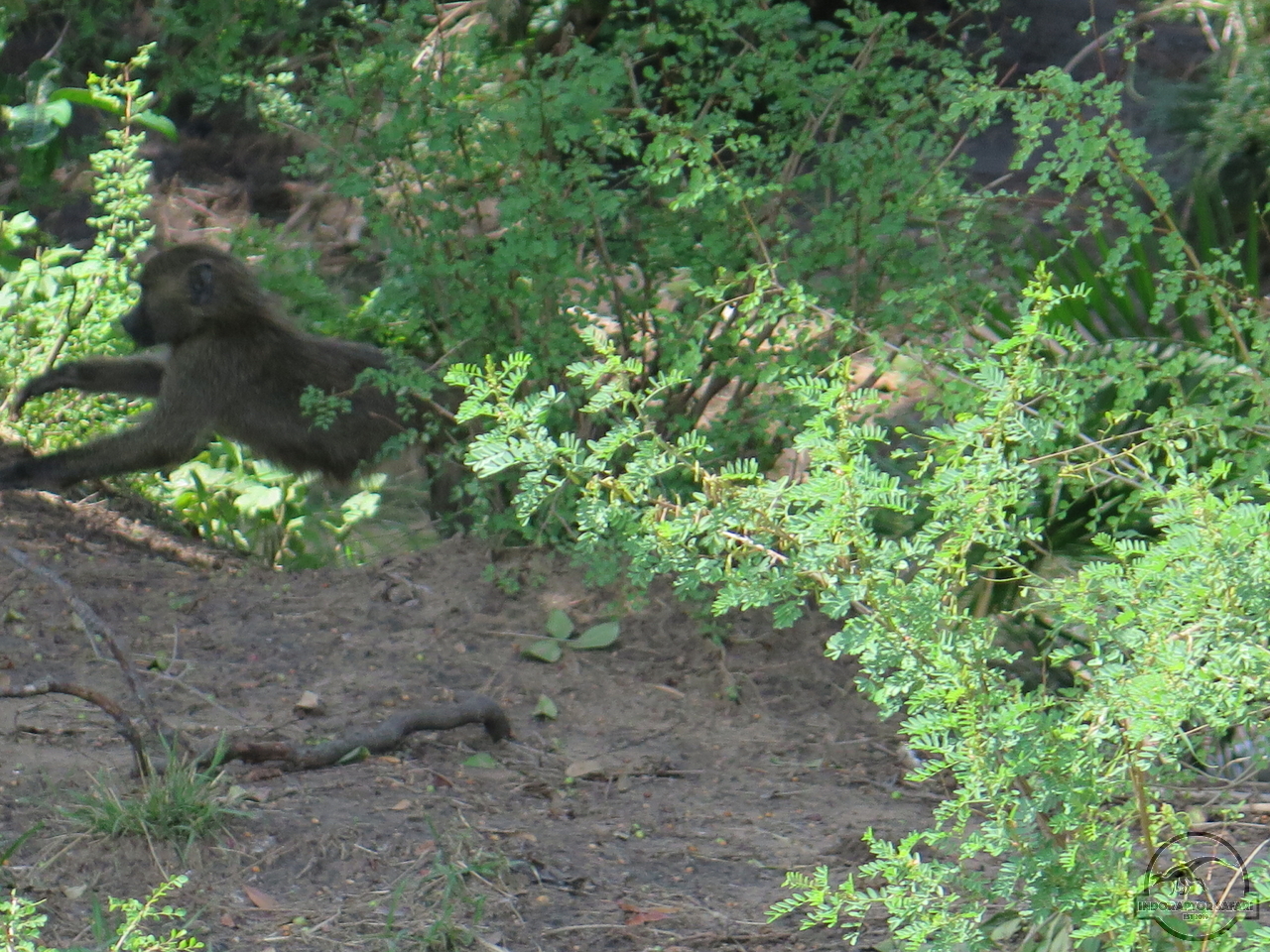 [1169] 2019_06_30_03_52_30_Africa_Canon_PowerShot_G16_IMG_0088_00007.jpg