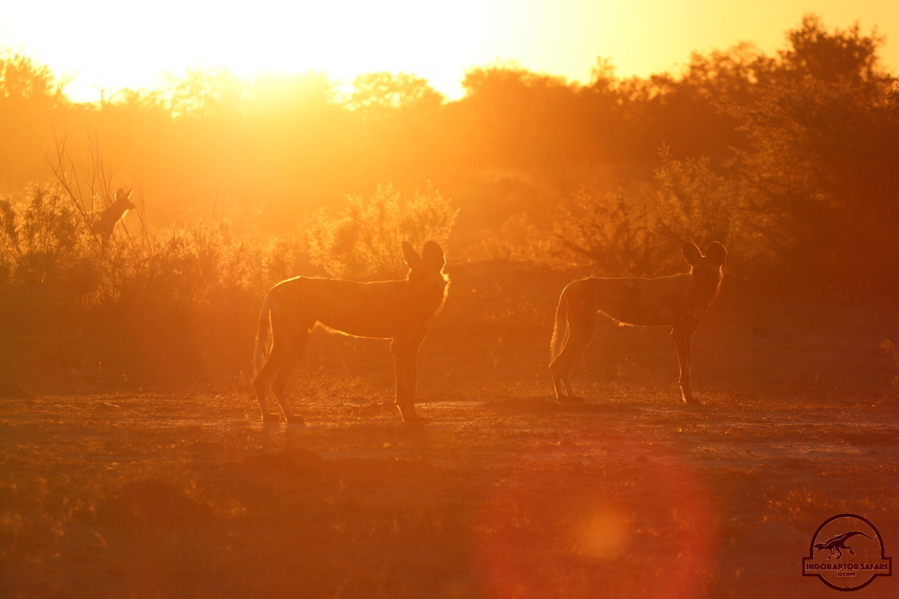 [1225] 2019_06_19_17_44_51_Africa_Canon_EOS_77D_IMG_0166_00014.jpg