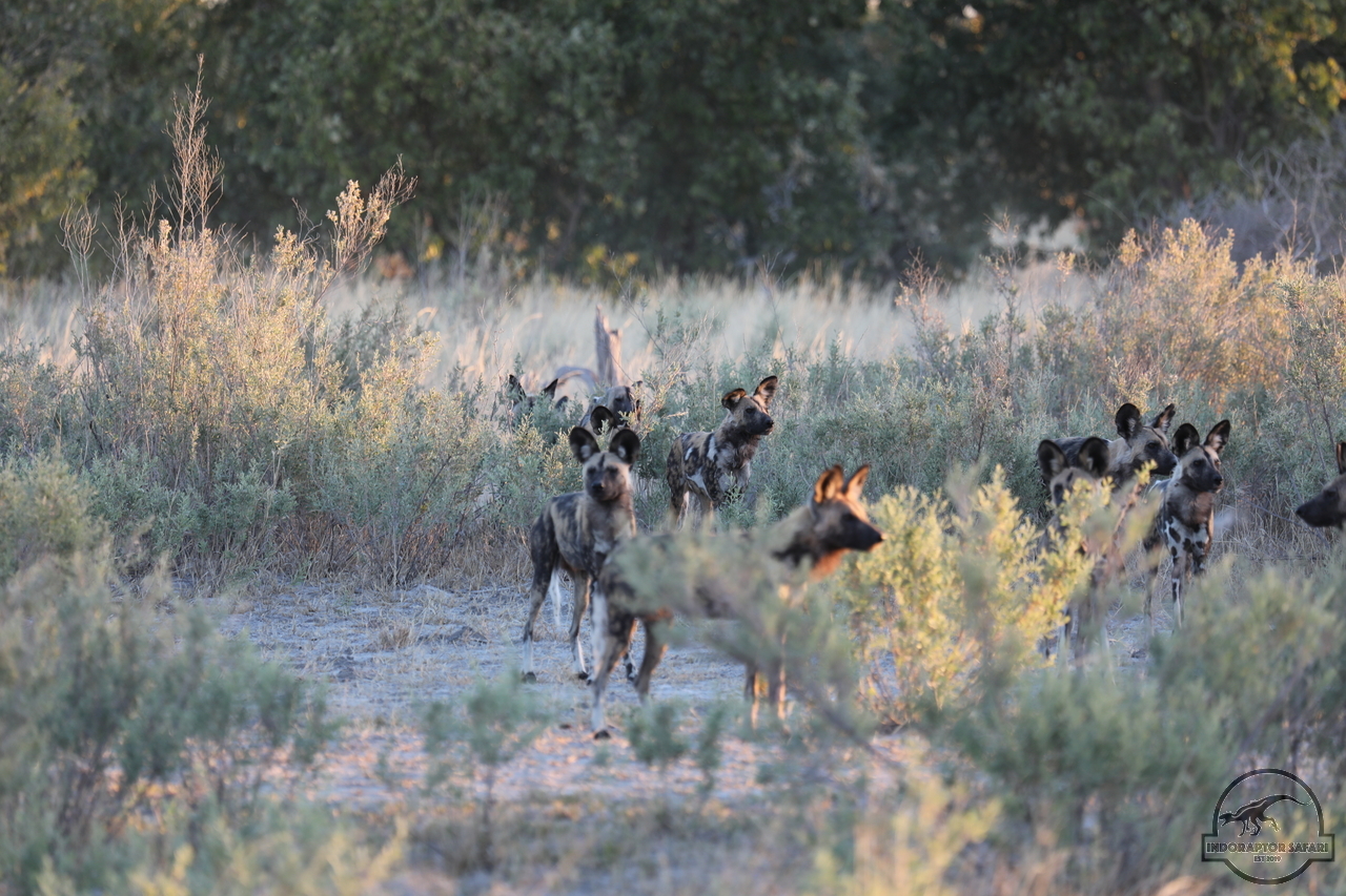 [1227] 2019_06_19_22_43_29_Africa_Canon_EOS_5D_Mark_IV_IMG_0000486_00001.jpg