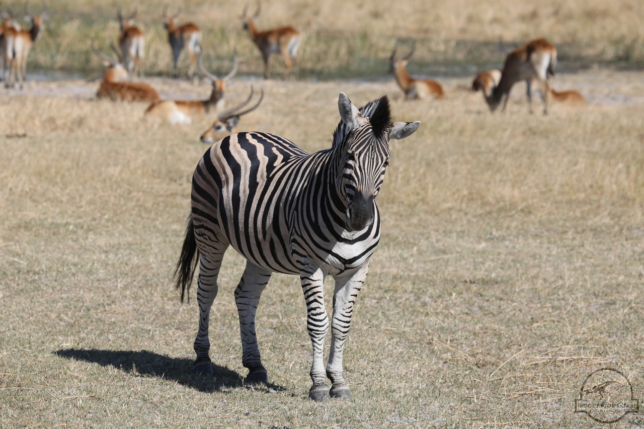 [1259] 2019_06_20_15_26_22_Africa_Canon_EOS_5D_Mark_IV_IMG_0001140_00002.jpg